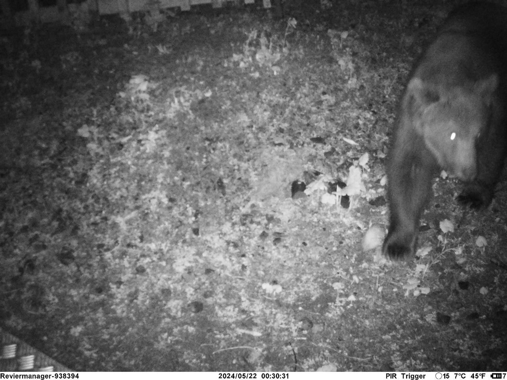 Bär tapst an deutsch-österreichischer Grenze in Wildkamera