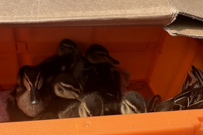 Klein Offenseth-Sparrieshoop: Glückliches Ende für Entenfamilie