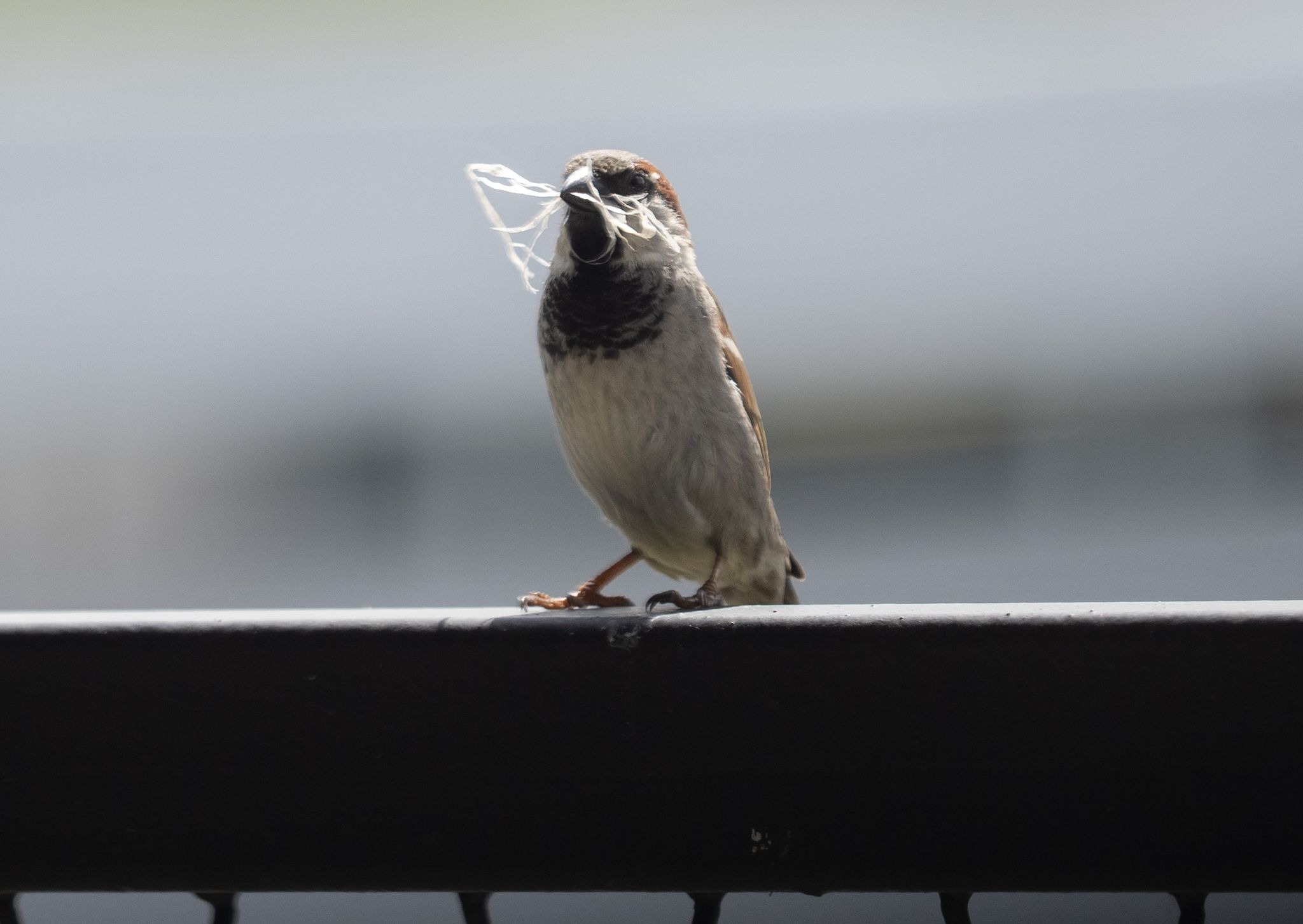 «Stunde der Gartenvögel» – Große Vogelzählung in Deutschland