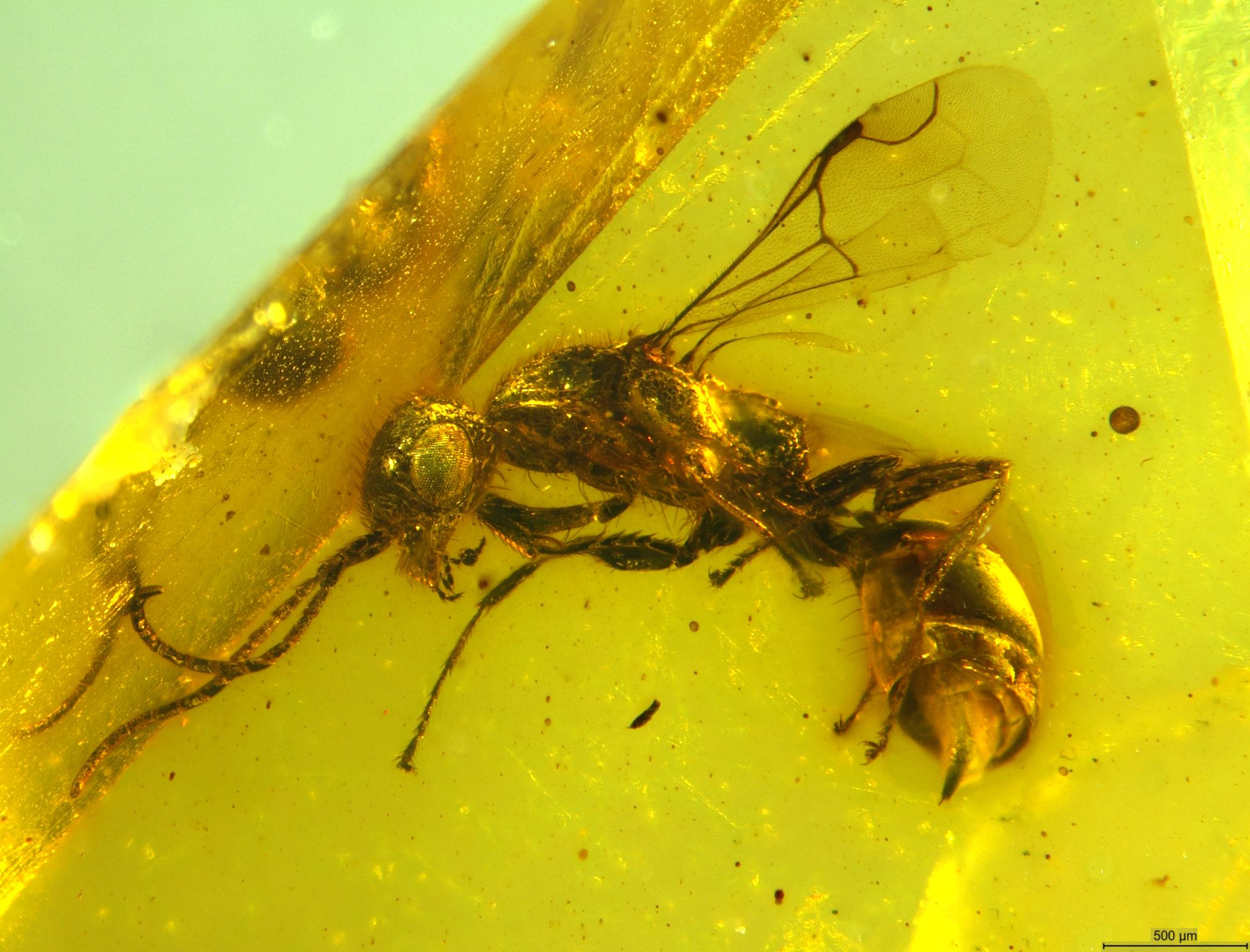 Insektenforscher entdecken längst ausgestorbene Wespe