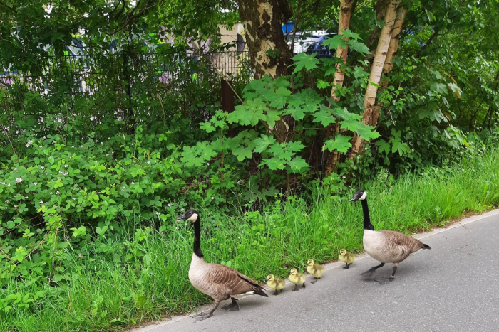 Kiel: Tierischer Einsatz auf Veloroute 10