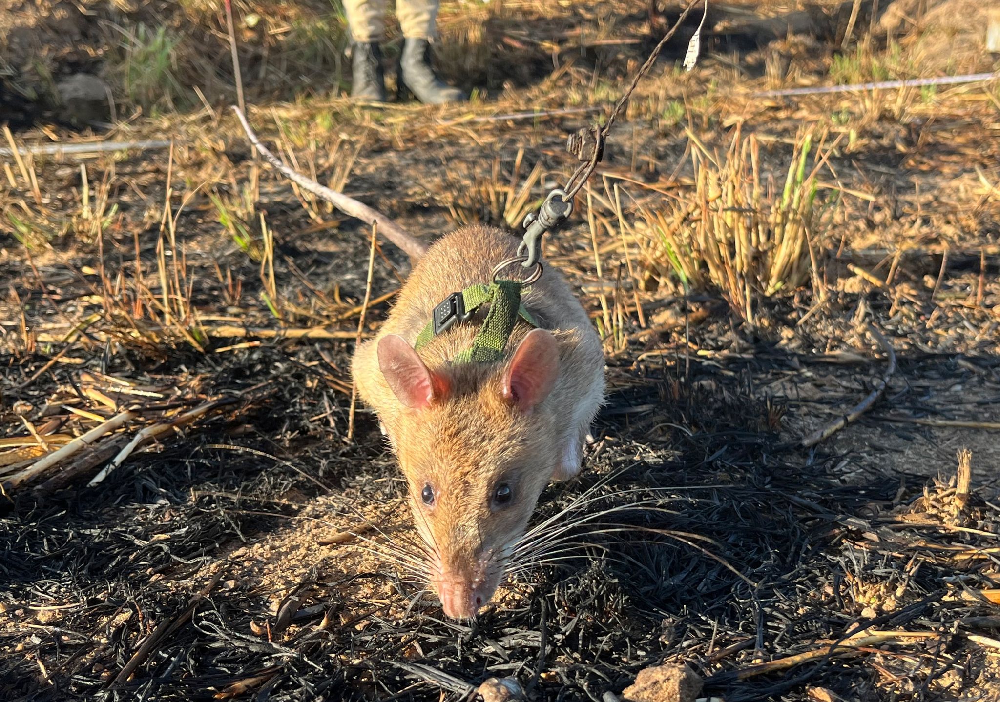 Riesenhamsterratten erschnüffeln Landminen in Angola