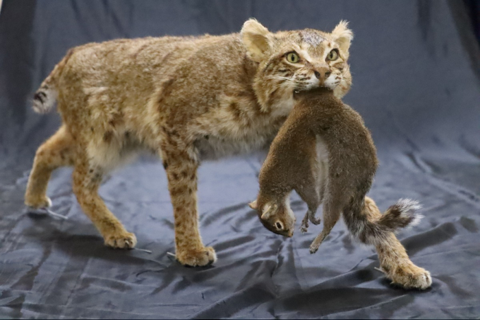 Internationaler Tag der biologischen Vielfalt: Zoll schützt bedrohte Arten