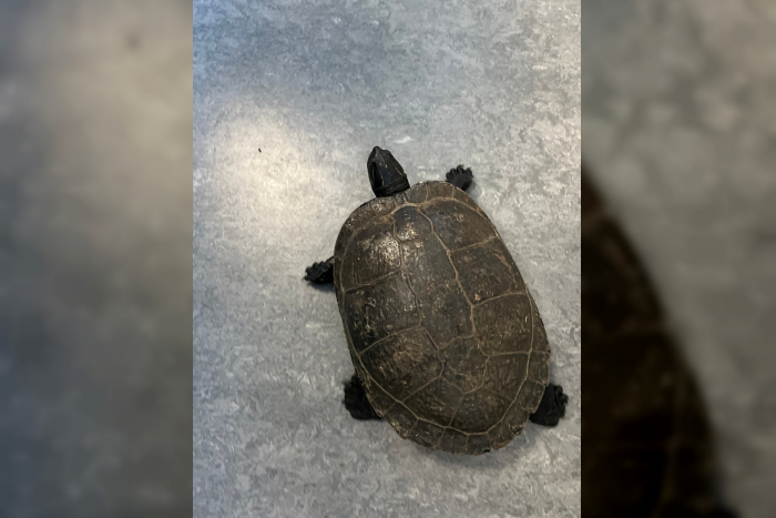 Ober-Ramstadt: Tierische Vorfälle im Landkreis Darmstadt-Dieburg