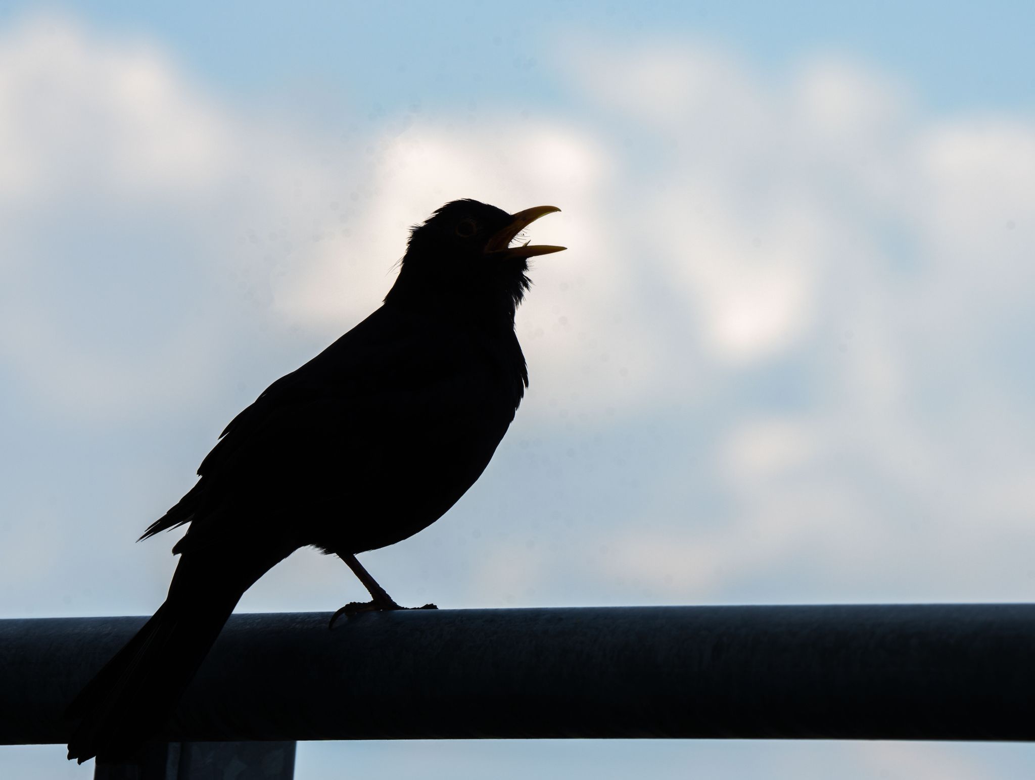 «Stunde der Gartenvögel» – Große Vogelzählung in Deutschland