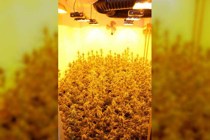 Rheinland-Pfalz: Polizei beschlagnahmt über 800 Marihuanapflanzen und 10 Kilo Marihuana