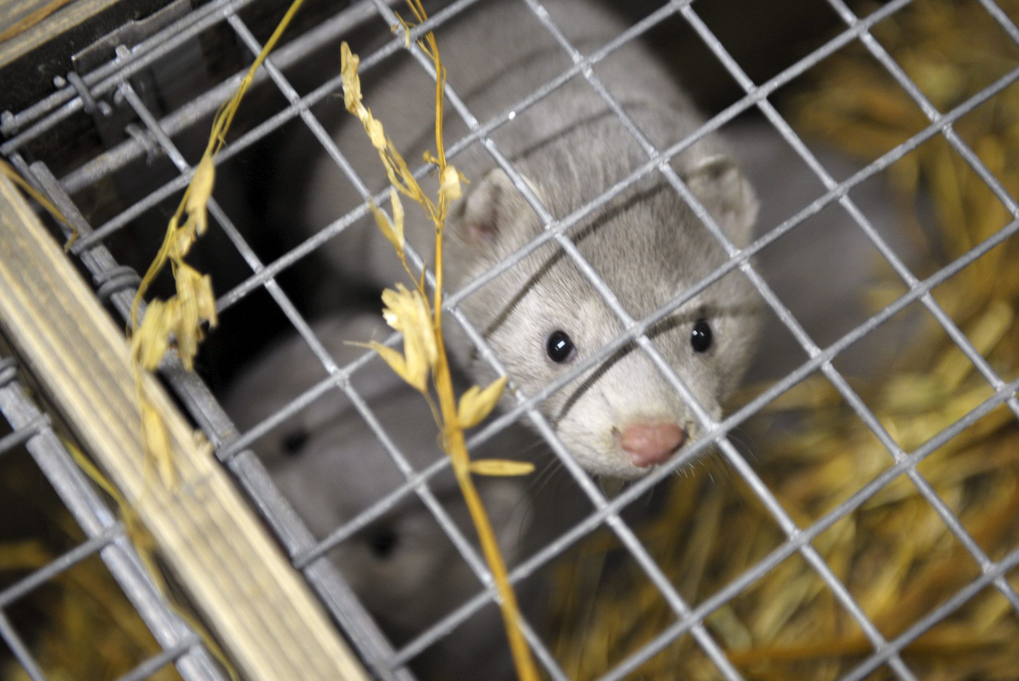 Vogelgrippe bei Pelztieren: Anpassung an Säugetiere stärker