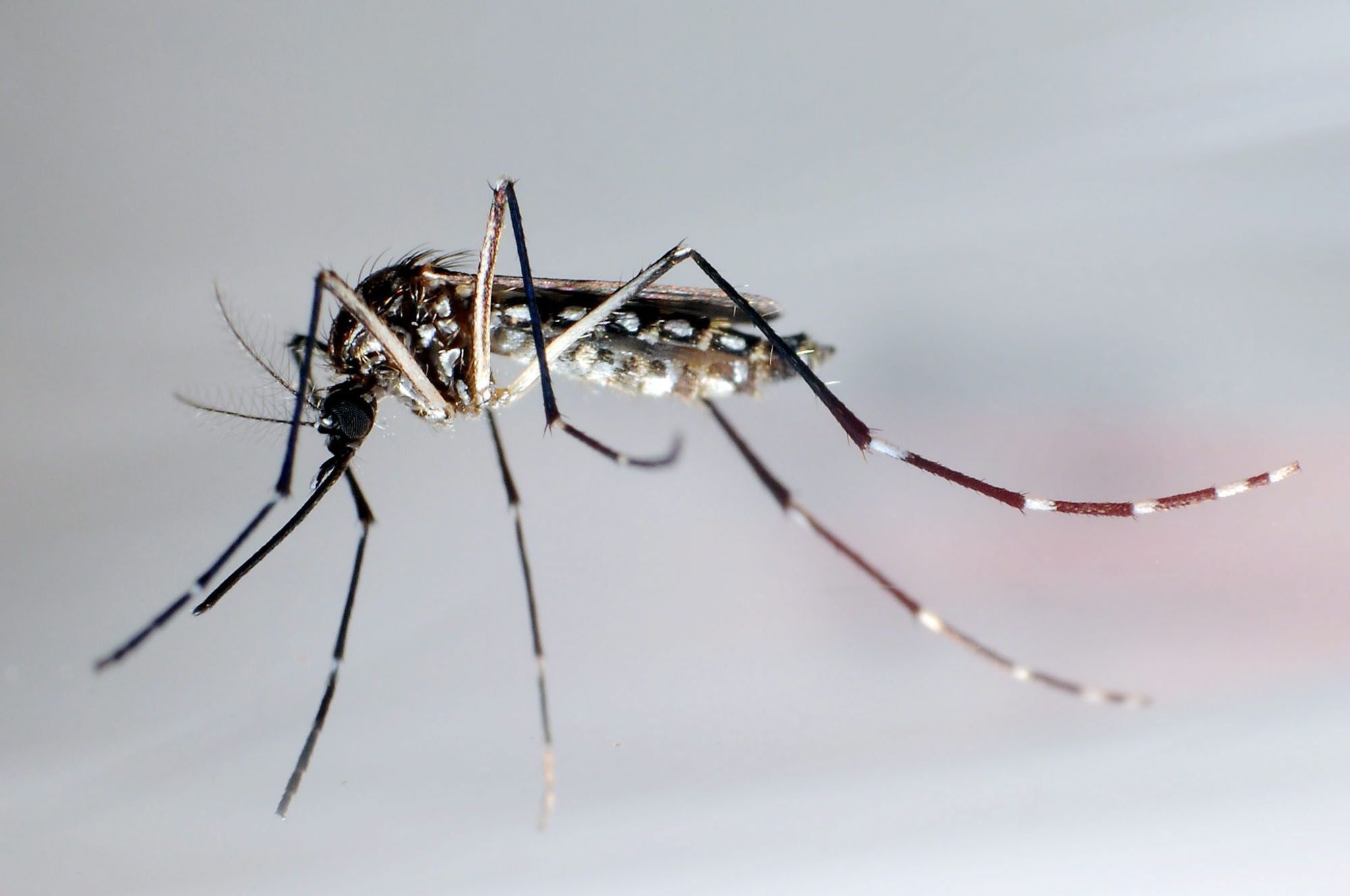 Mehr als sechs Millionen Dengue-Fälle in Brasilien