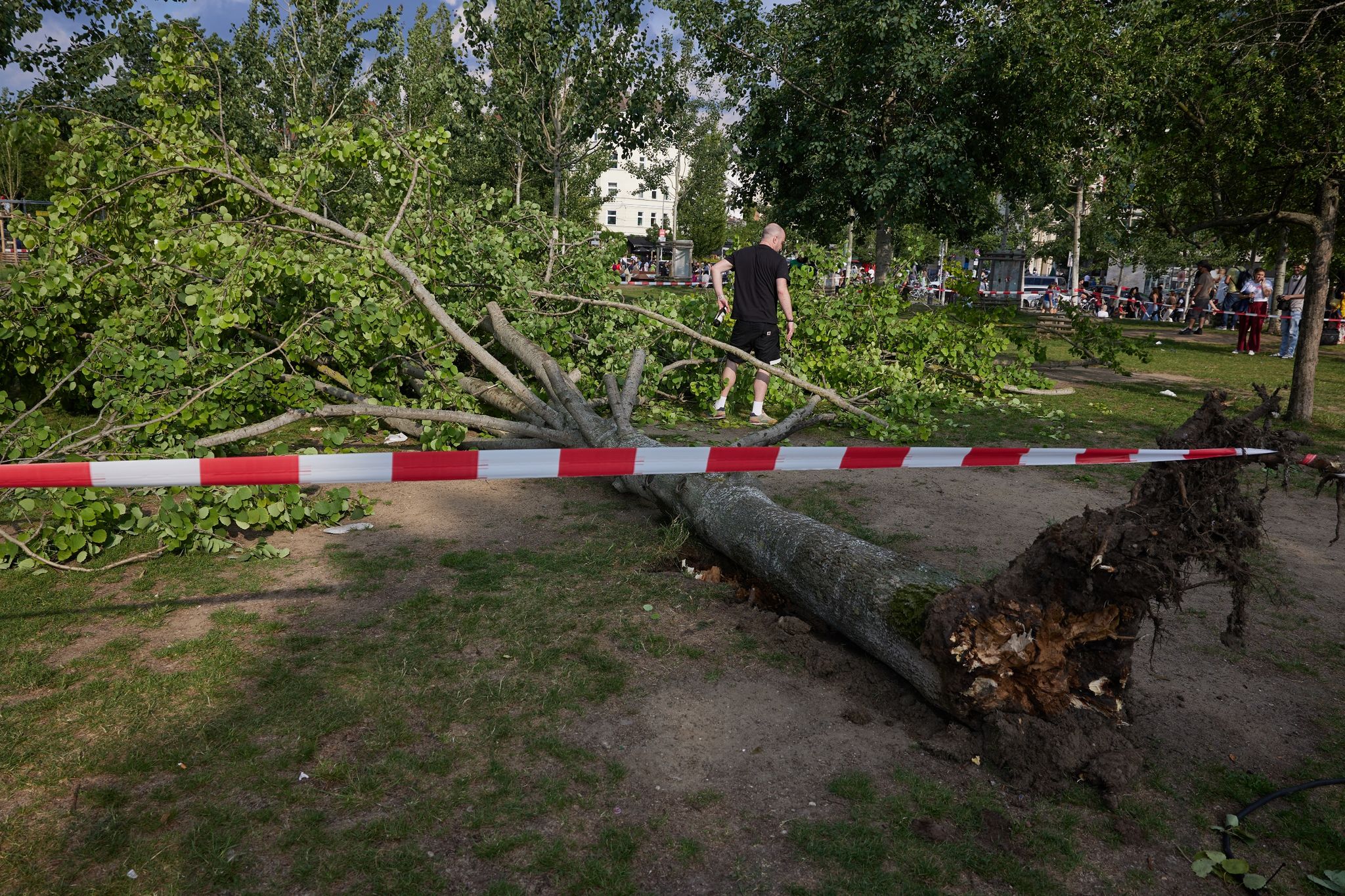 Unfall im Mauerpark: Baum stürzt auf Menschengruppe