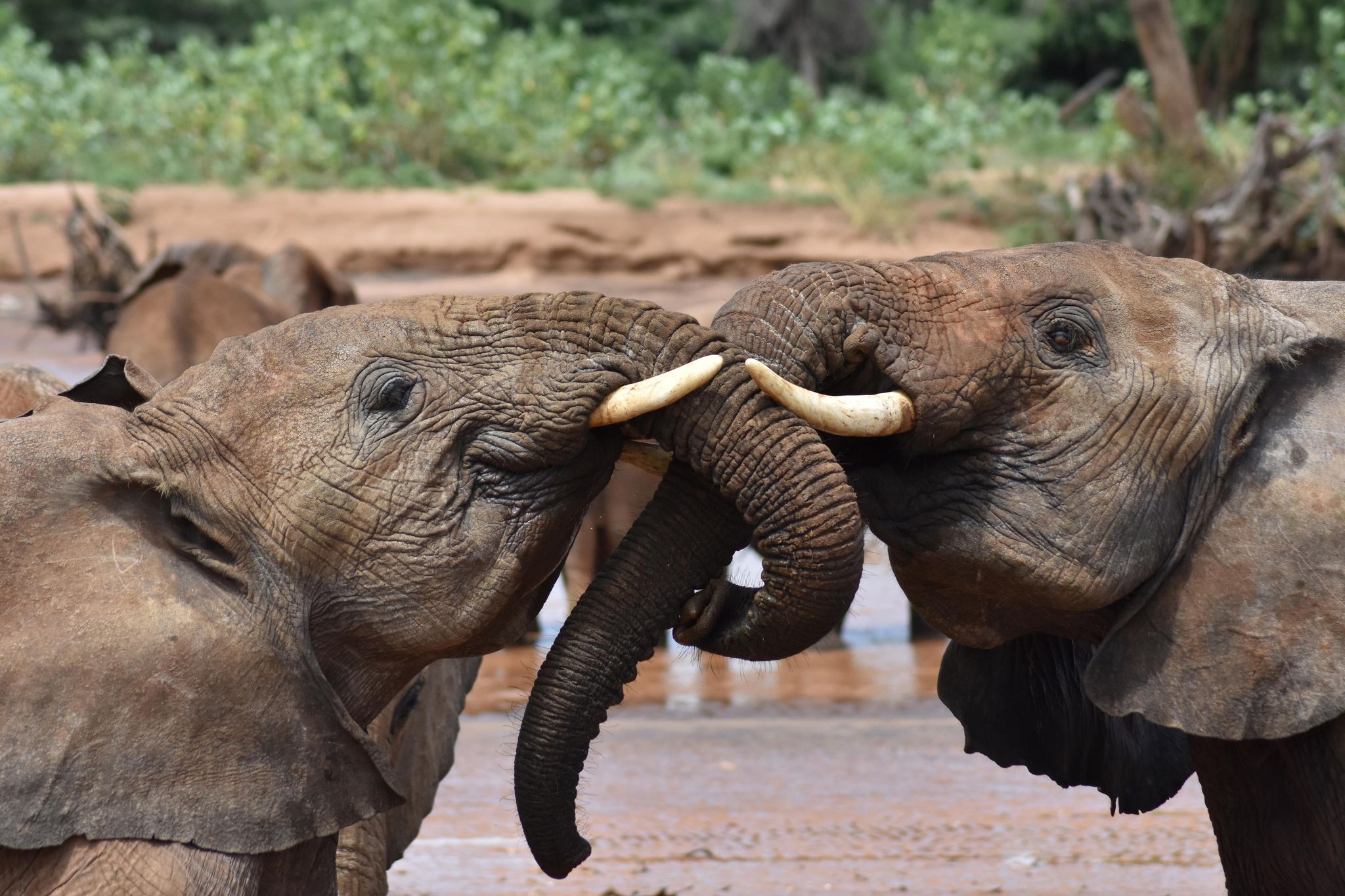 «Hey, Dumbo!» – Geben sich Elefanten Namen?