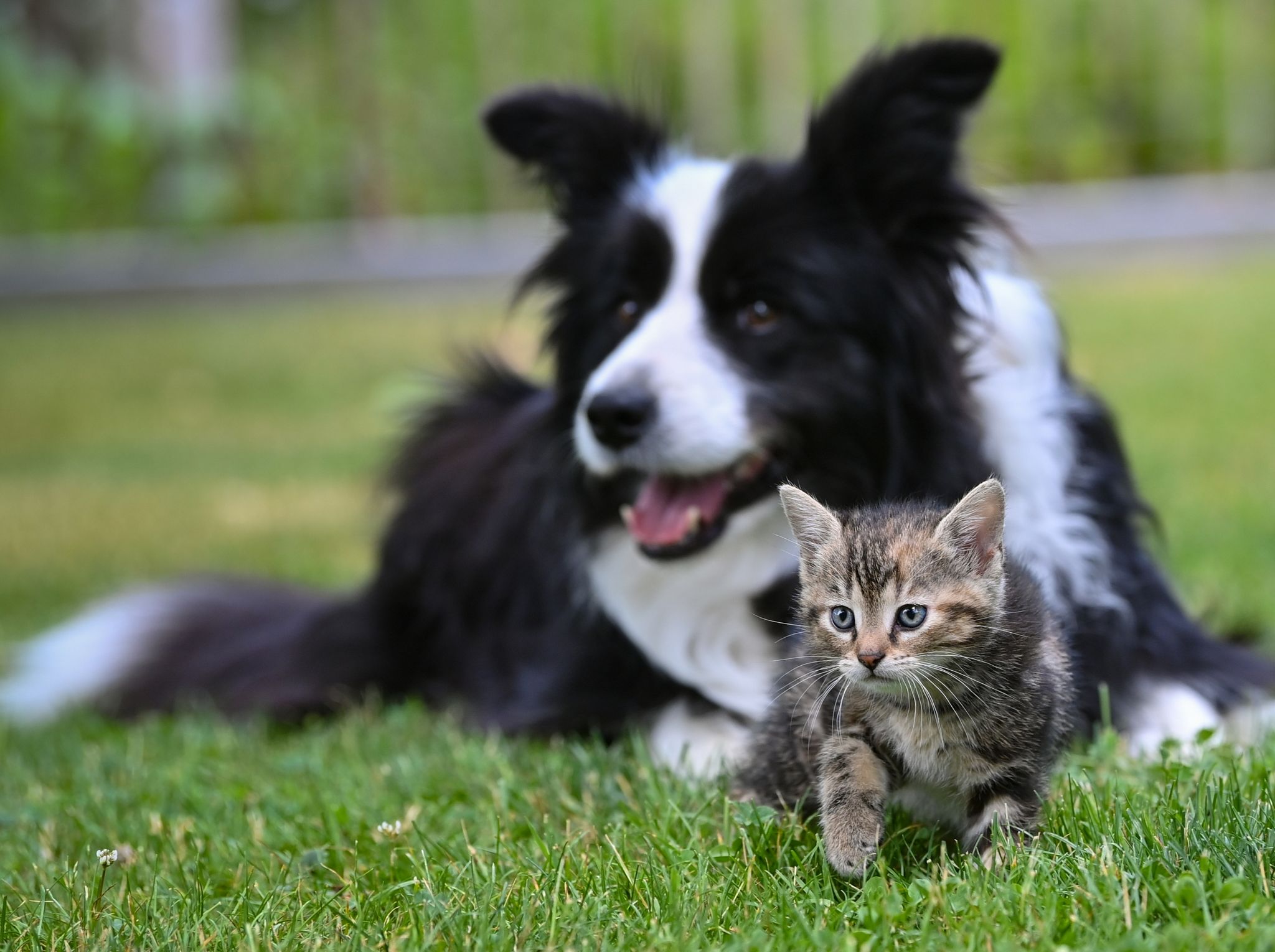 Züchtung: EU-Staaten wollen mehr Schutz für Hunde und Katzen