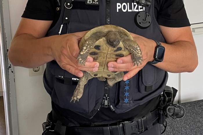 Wem: Verlassene Schildkröte in Lübeck Genin gefunden