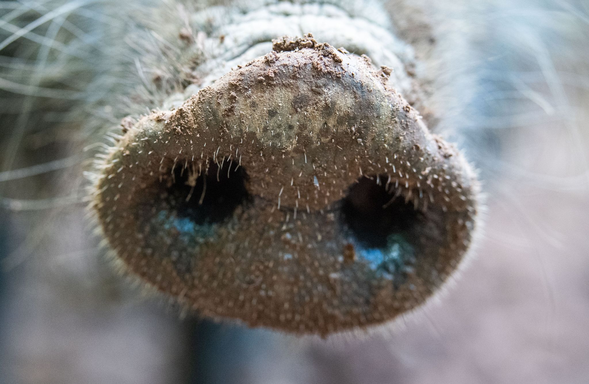 Erster Fall der Afrikanischen Schweinepest in Hessen