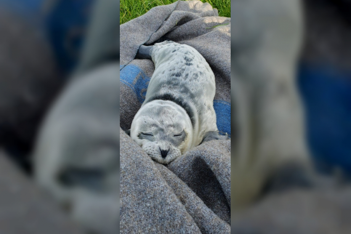 Bremerhaven: Seehundbaby in Not