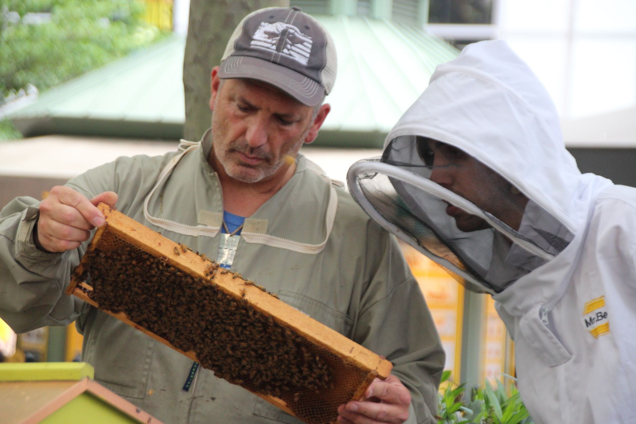 «Kein Unterschied für Bienen»: Imkern in New York