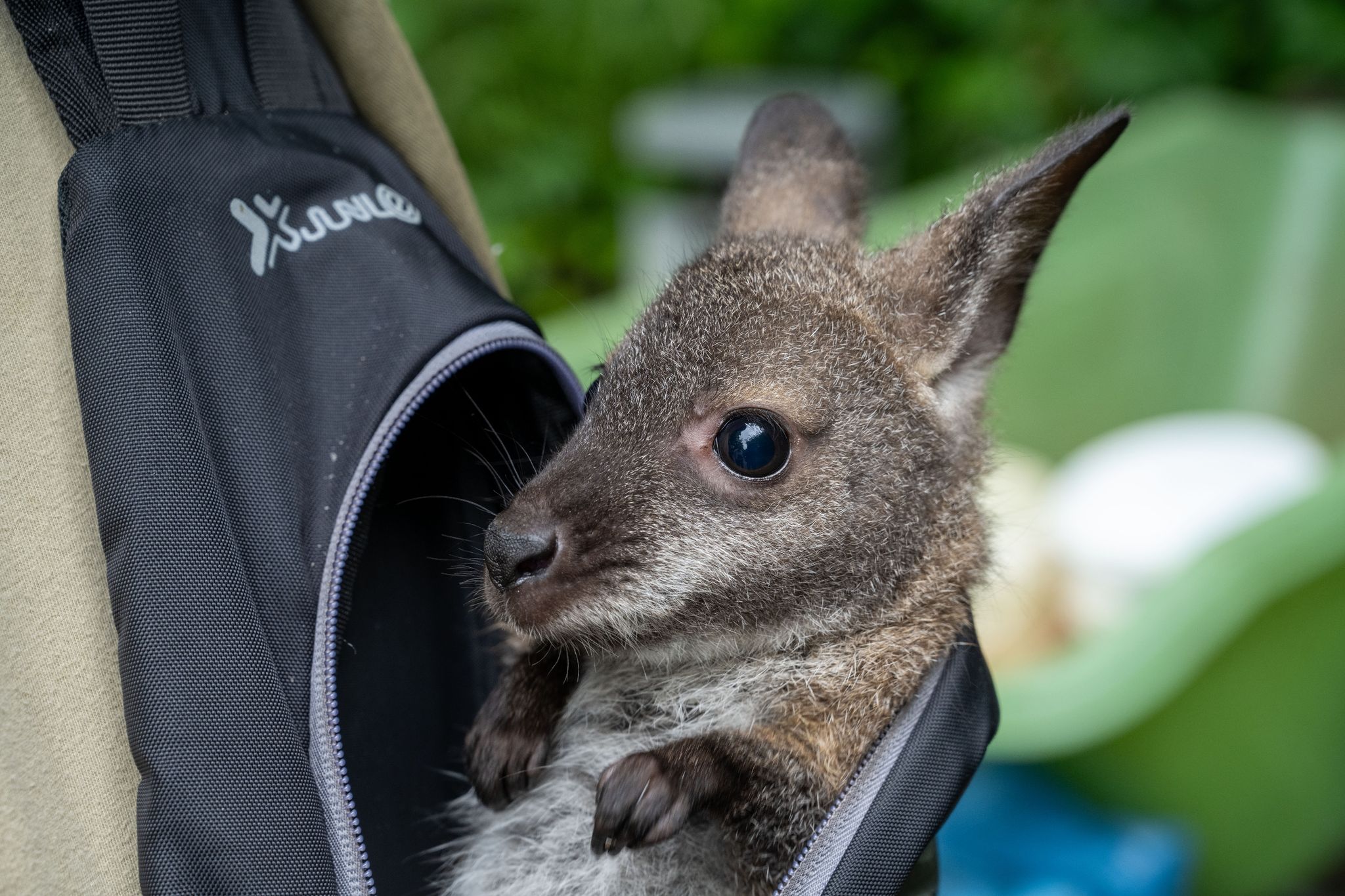 Tierpfleger zieht Känguru-Baby Mathilda auf