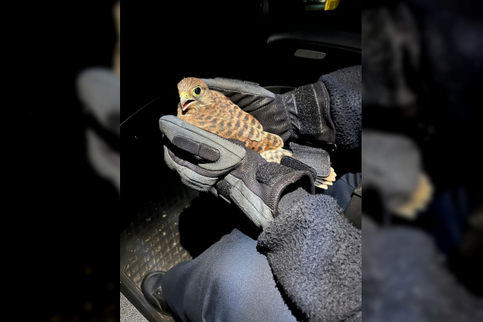 Vogelsbergkreis: Findelkind beim Polizeiposten Schotten
