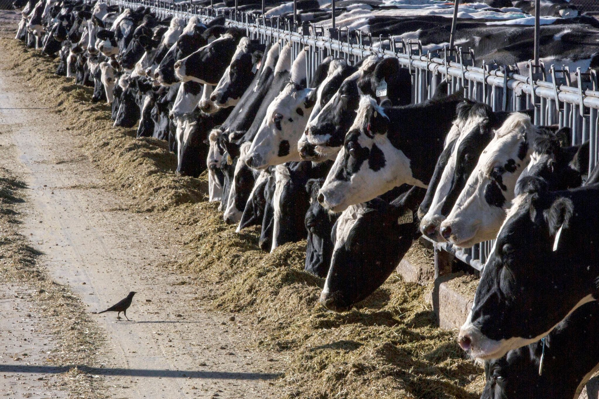 Neue Erkenntnis: Vogelgrippe-Virus H5N1 infiziert Kühe in Deutschland