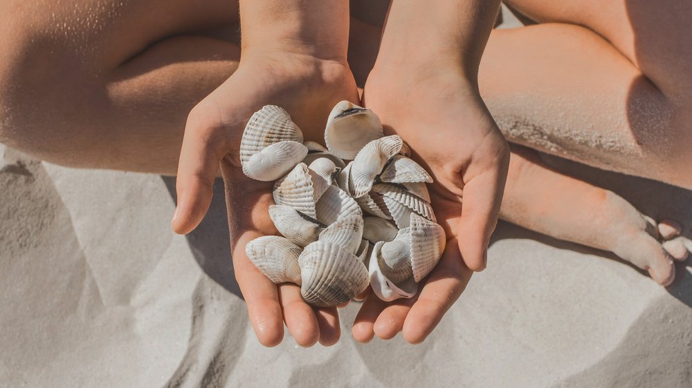 Muscheln sammeln im Urlaub: Was ist erlaubt?