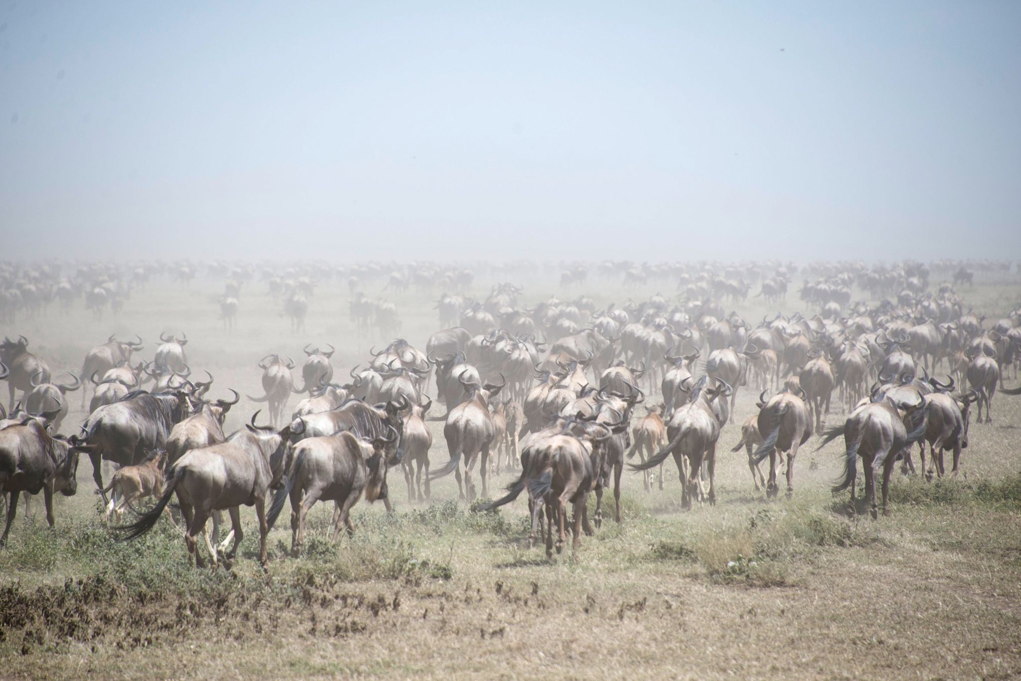 Die größte Tierwanderung der Welt im Südsudan und Äthiopien