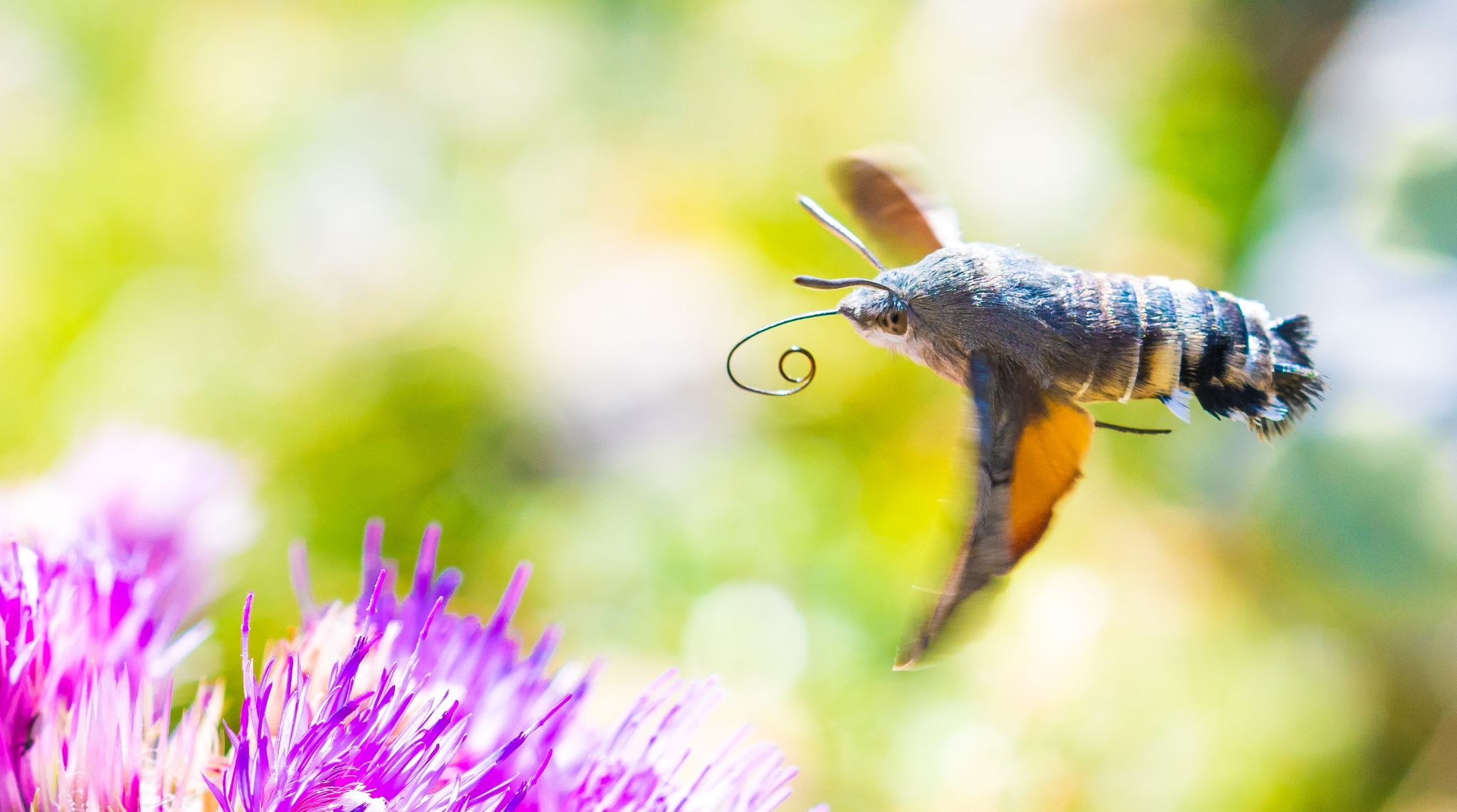 Insekten-Wanderung: Millionen fliegen über Pass in Europa