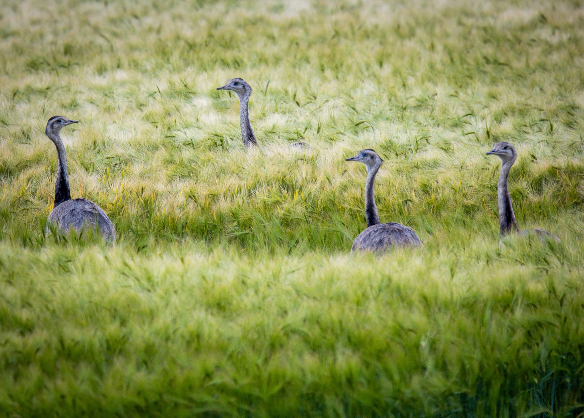 Wildlebende Nandu-Population in Europa schrumpft weiter