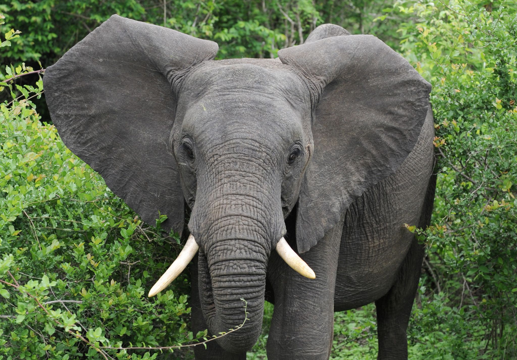 Elefant tötet Tourist in südafrikanischem Nationalpark