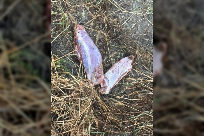 Fleischstücke in Biblis gefunden, Polizei warnt vor Gefahr