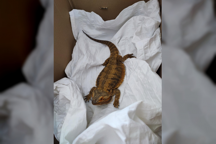 Lübeck: Polizei sucht Besitzer