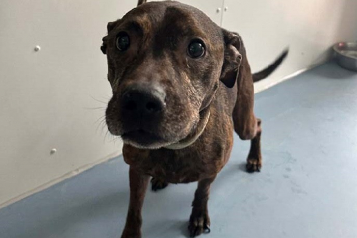 Bremerhaven: Hund ausgesetzt – Polizei sucht Besitzer