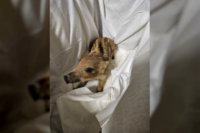 Tierischer Einsatz für die Polizei Saarlouis