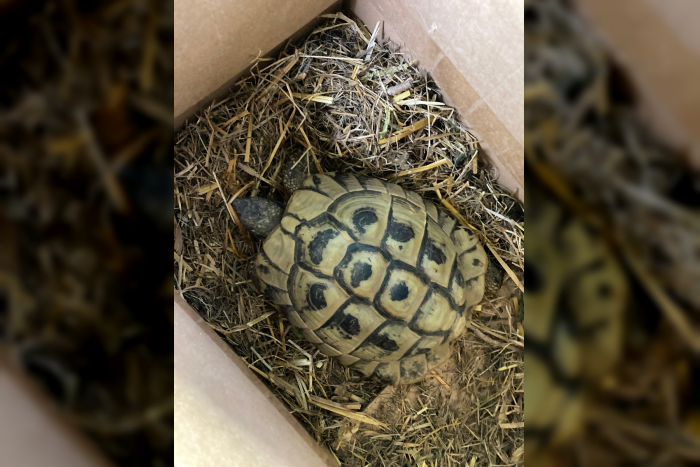 Darmstadt: Rettung einer Schildkröte in Ober-Ramstadt