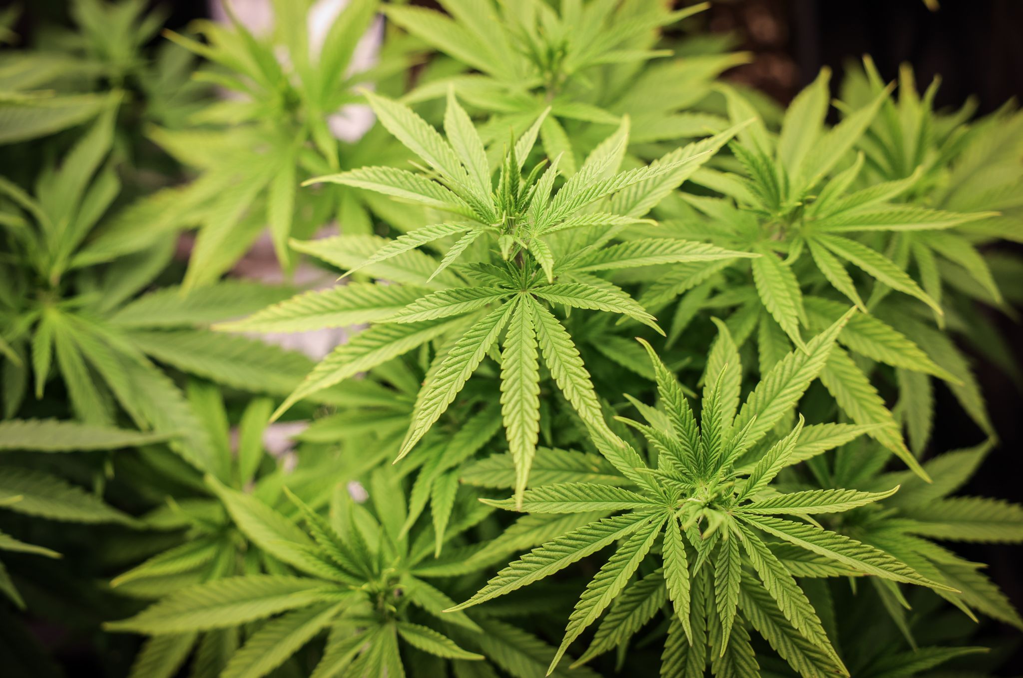 Deutschland legalisiert Cannabis-Anbau für Vereine