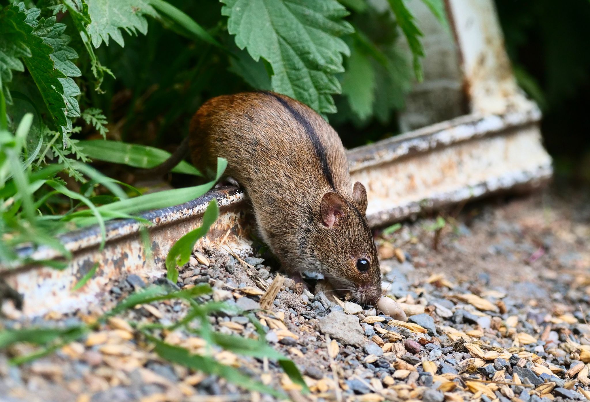 Mäuse taktisch schlau: Verstecken und Täuschen