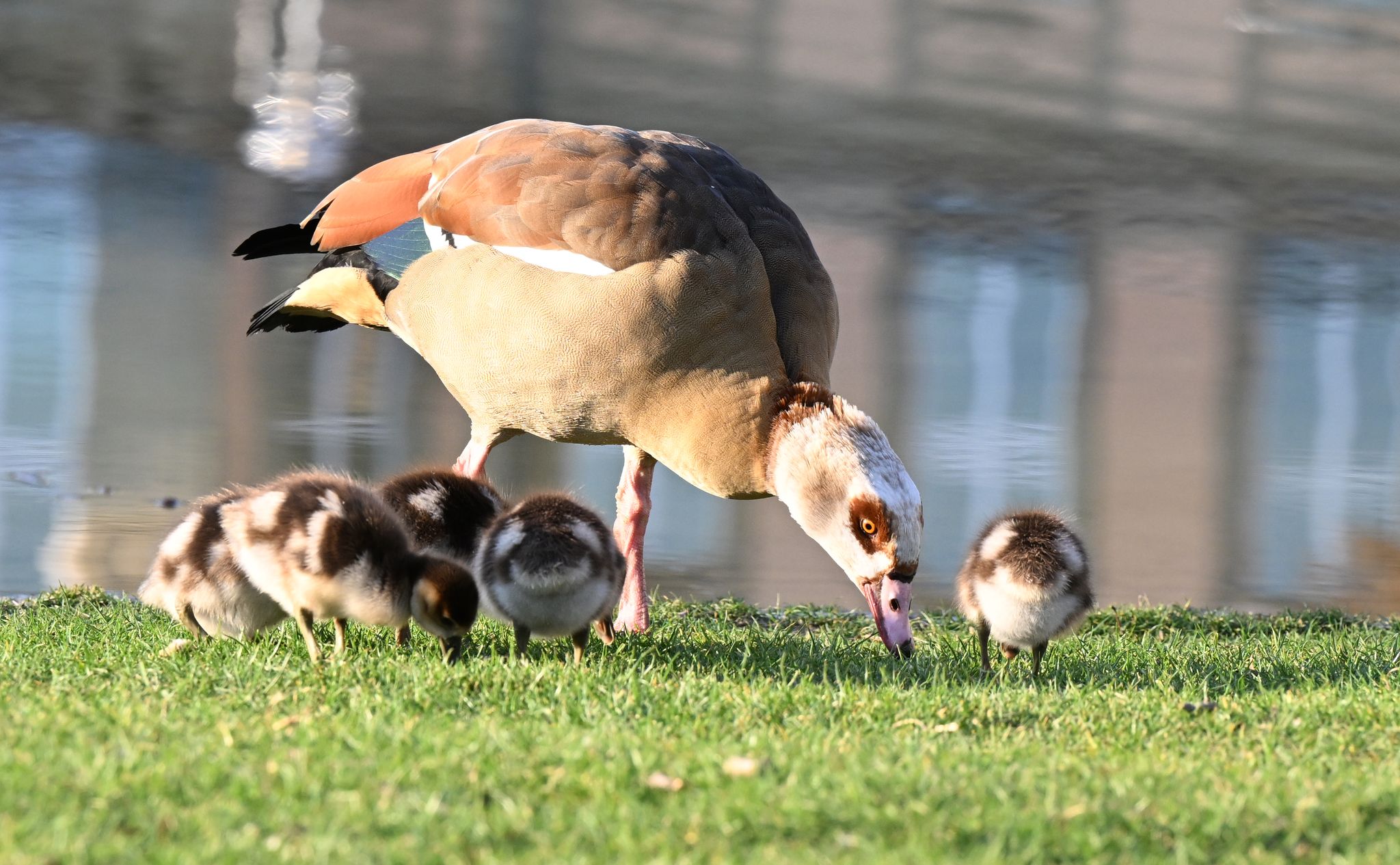 Nilgänse machen Schwimmbädern zu schaffen