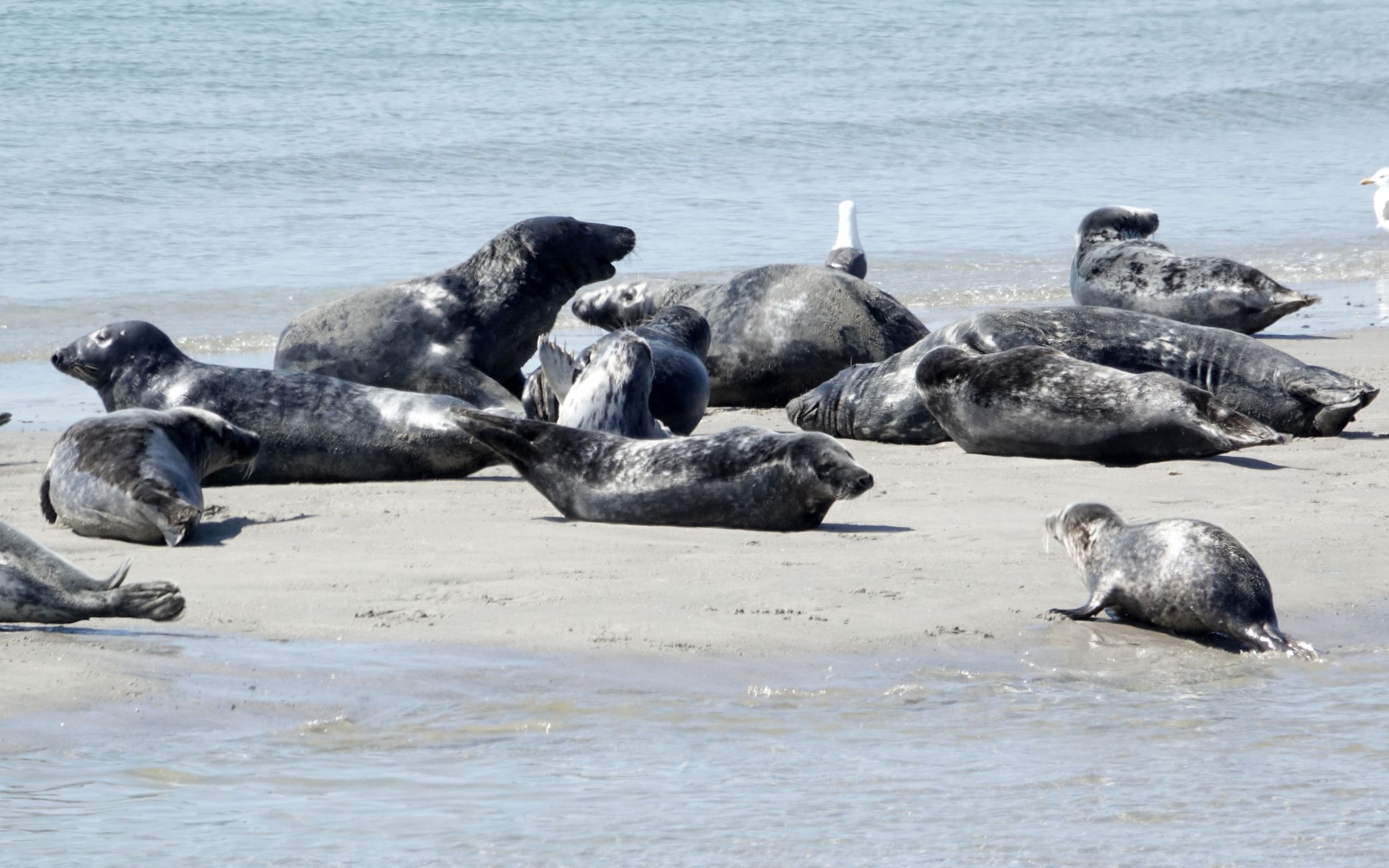 Mehr Kegelrobben im Wattenmeer und auf Helgoland