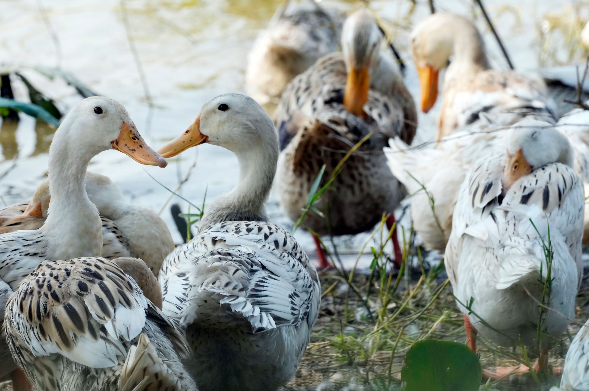 Experten warnen vor steigender Vogelgrippe-Gefahr in Asien