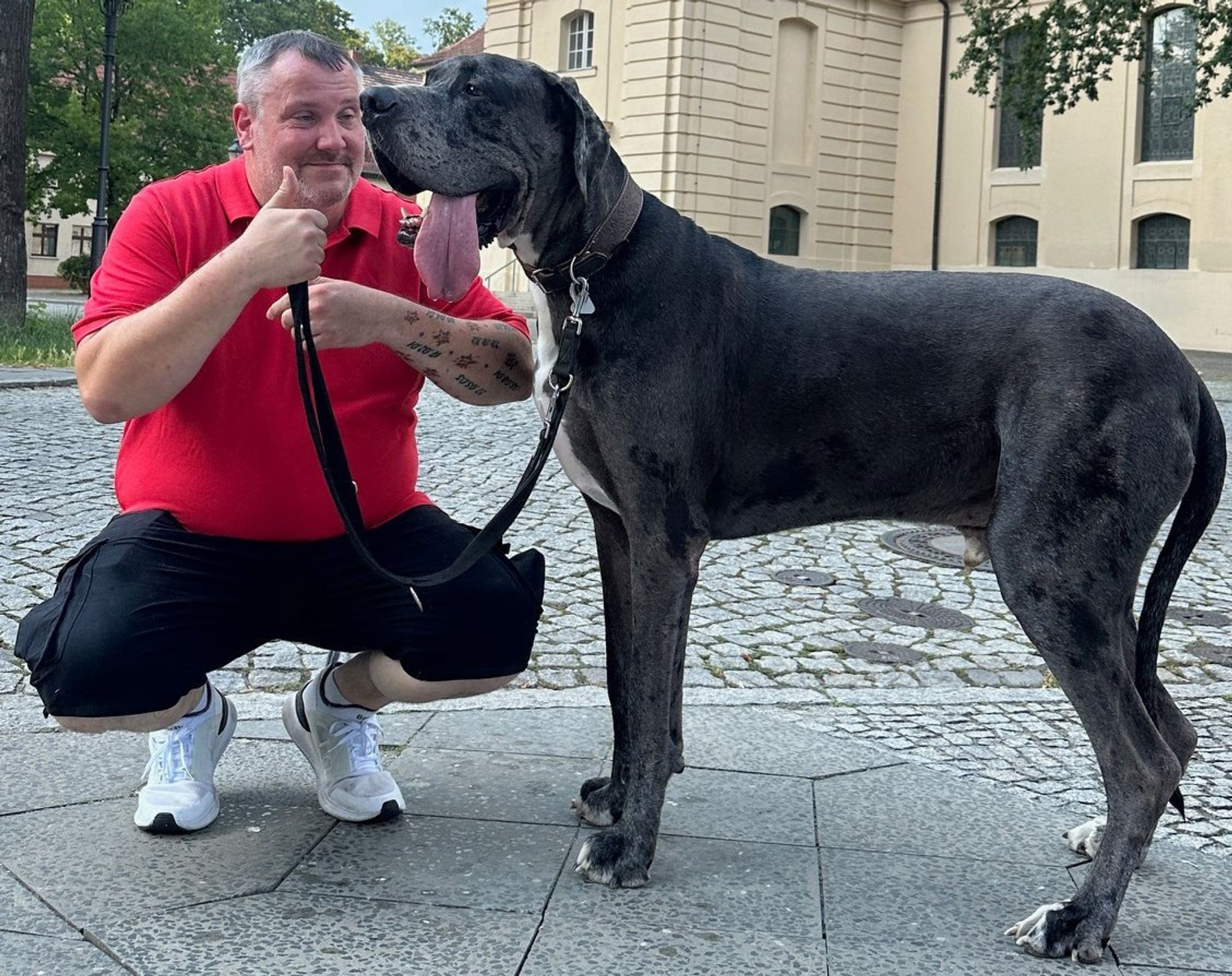 Deutsche Dogge Ramses: Auf dem Weg zum größten lebenden Hund der Welt