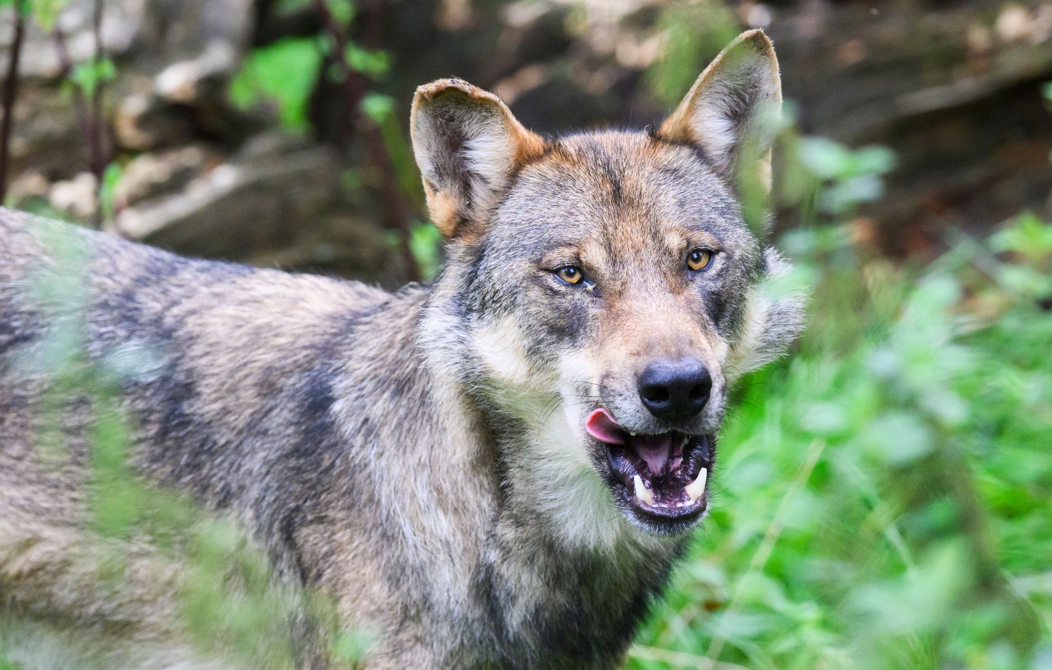 Urteil: Wolfsjagdverbot auch in Österreich gültig