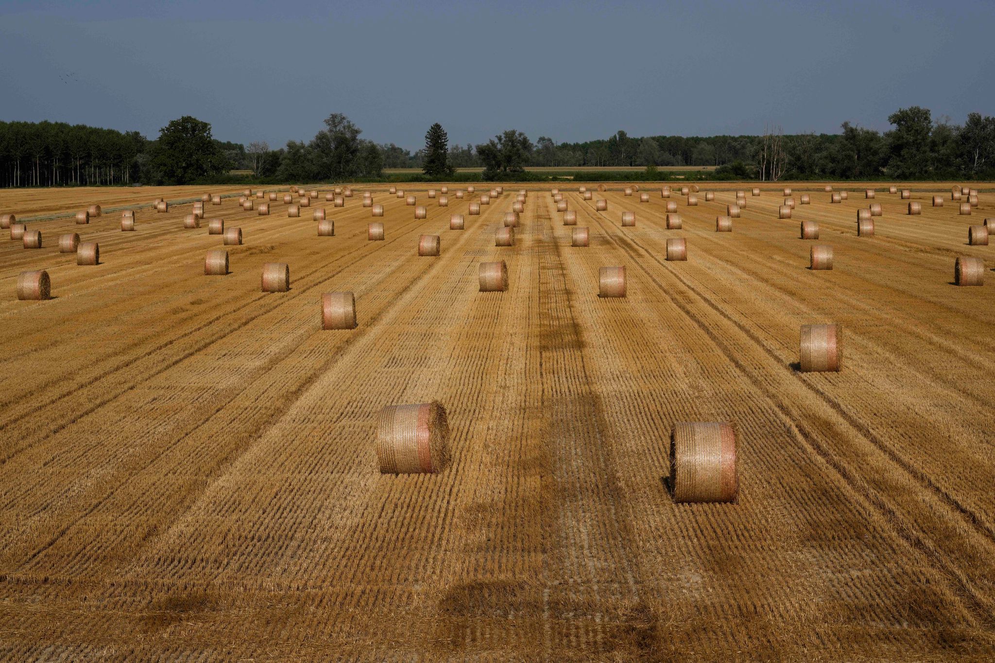 Italienischer Landwirt nach Tod von Erntehelfer verhaftet