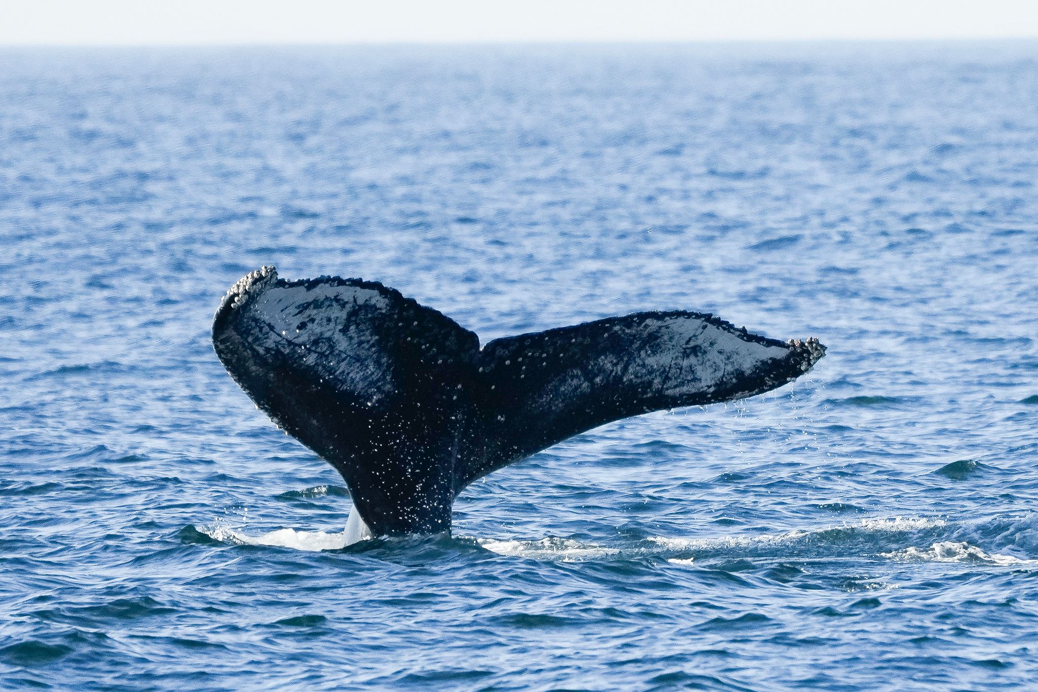 Seltener Buckelwal tummelt sich in der südlichen Nordsee