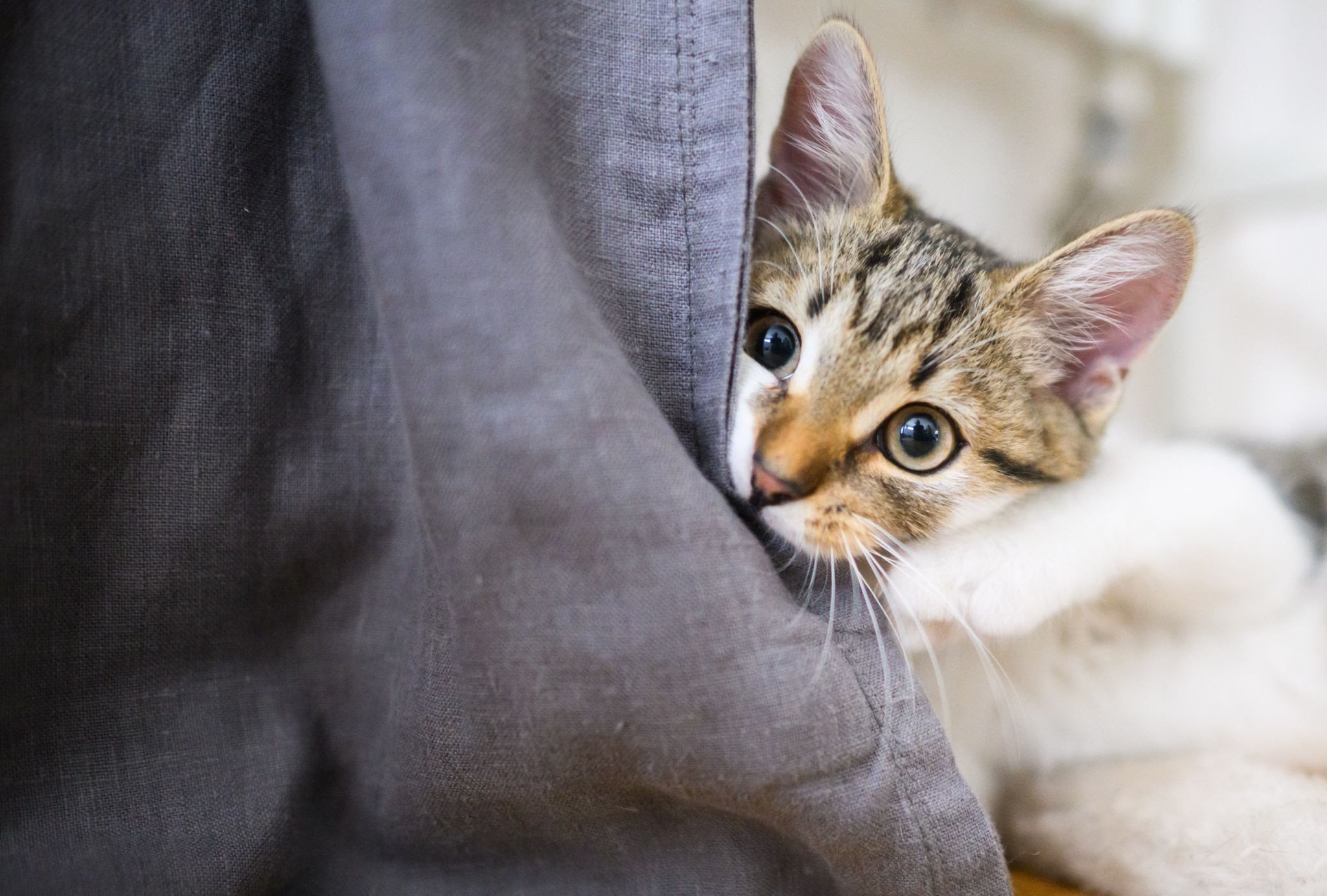 Unerwünschtes Kratzen bei Katzen: Studie zeigt Einflussfaktoren und Lösungsansätze