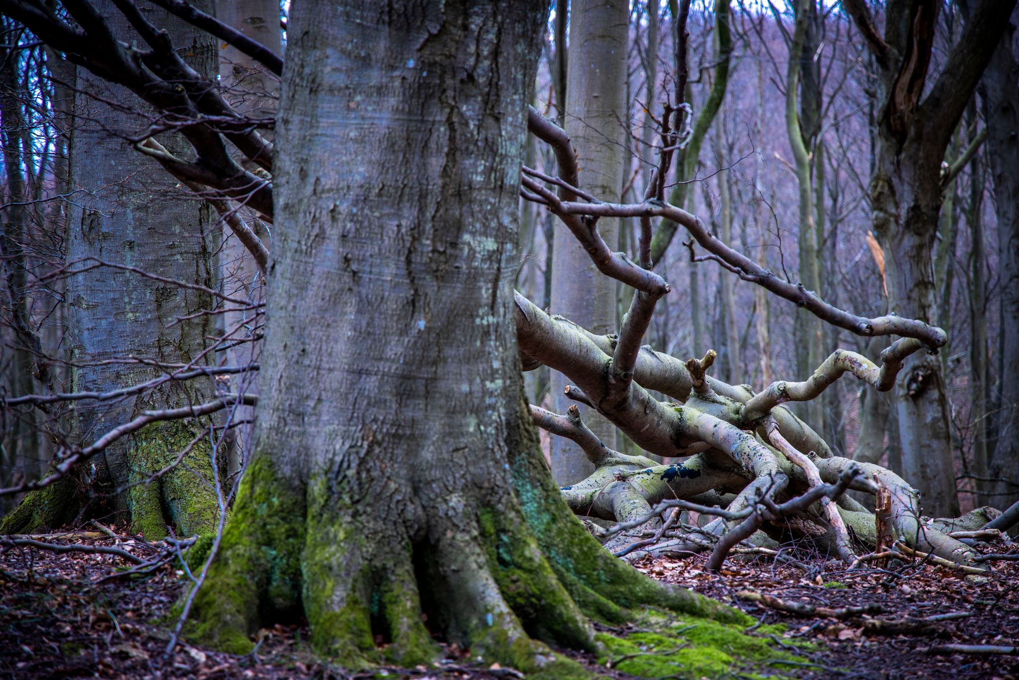 Der deutsche Wald verschwindet