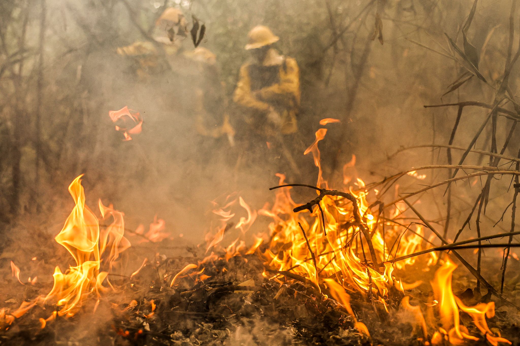 Rekordzahl an Waldbränden im Pantanal, eine verheerende Situation für das einzigartige Naturparadies
