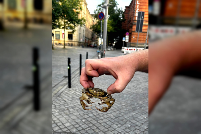 Rettung von „Mr. Crabs“ durch Bundespolizei