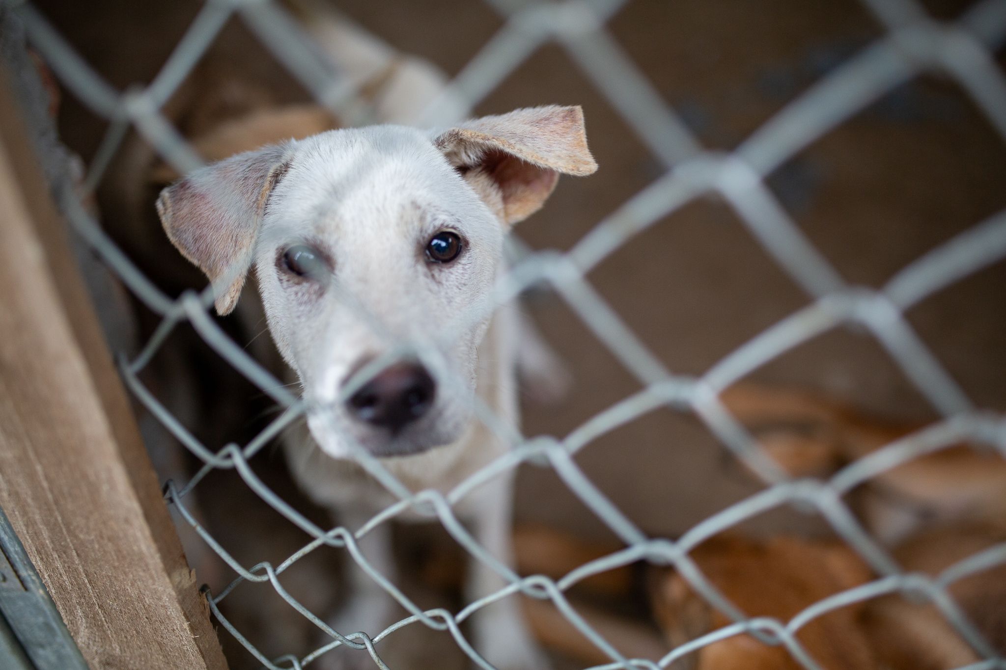 «Welpenmast» in Vietnam: Wo Hunde durch die Hölle gehen