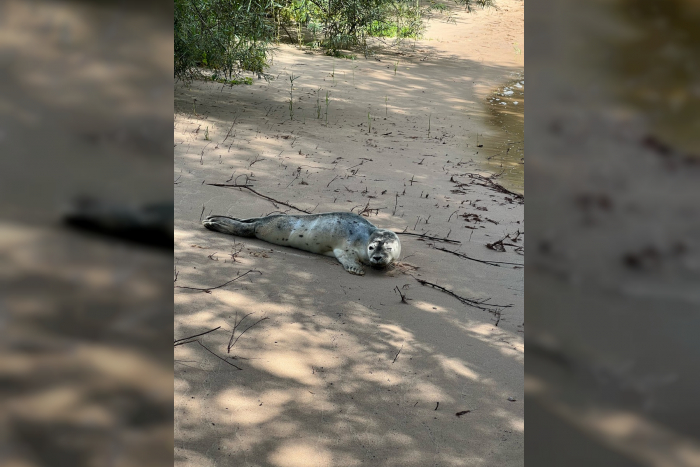 Geesthacht: Ungewöhnlicher Besucher an der Fischtreppe