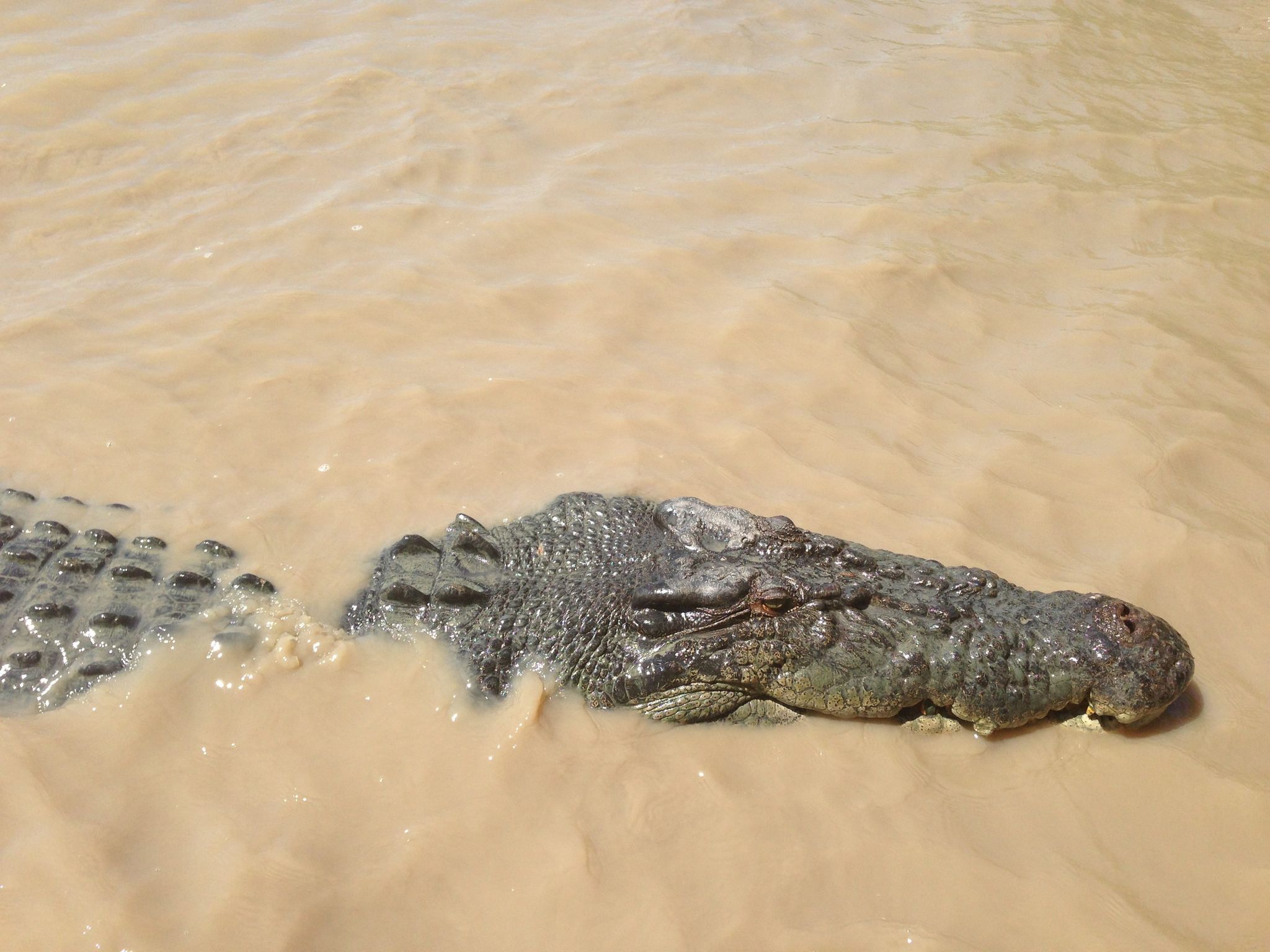 12-Jährige in Australien wahrscheinlich von Krokodil getötet