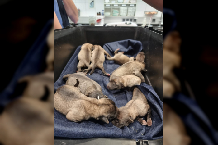 Vellmar: Neun Hundewelpen im Ahnepark ausgesetzt