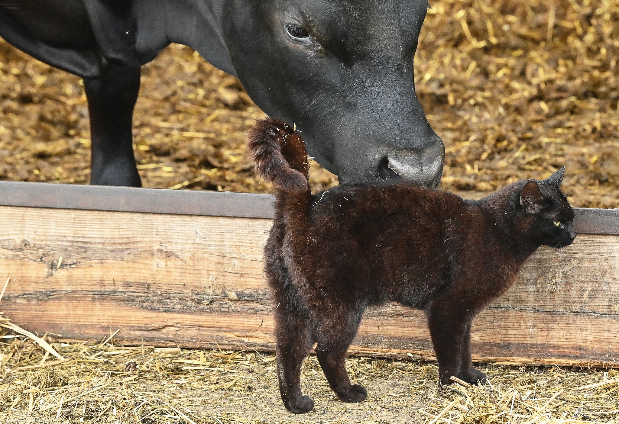 Studie: Vogelgrippevirus springt von Kuh auf Katze